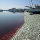 Illustration for article titled This is what 200 tons of sardine carcasses look like
